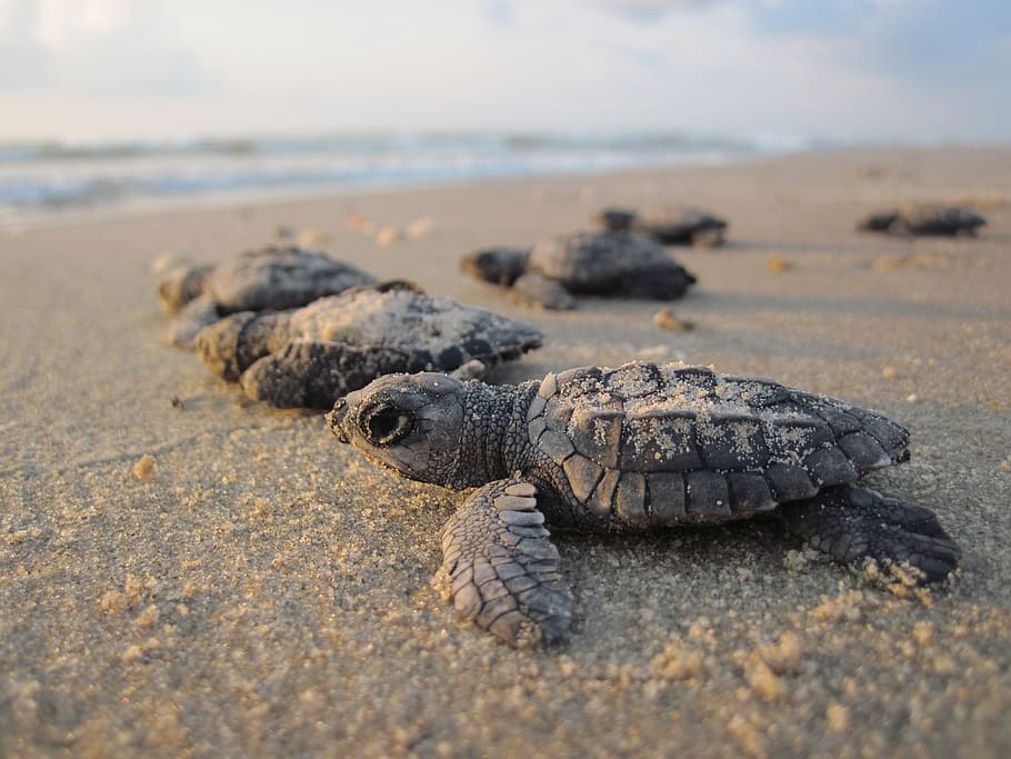 Baby Turtle / Mirissa