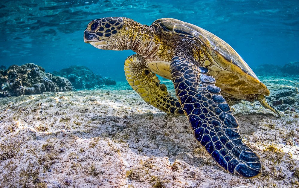Green Turtle / Mirissa